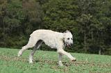 IRISH WOLFHOUND 185